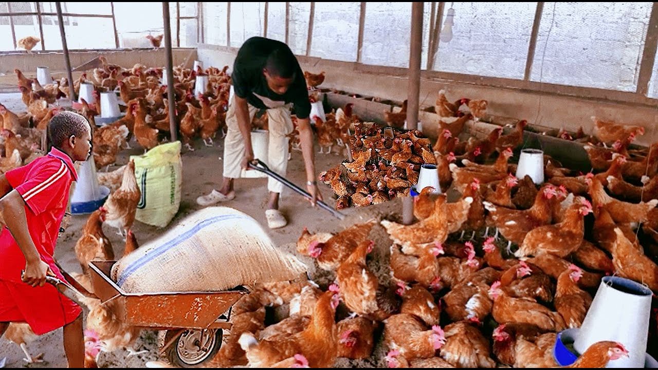 How Farm Clean-Up Improves Egg Production / clean up day