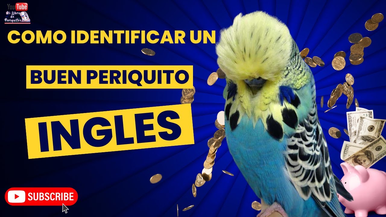 Como Identificar Un Buen Periquito Ingles