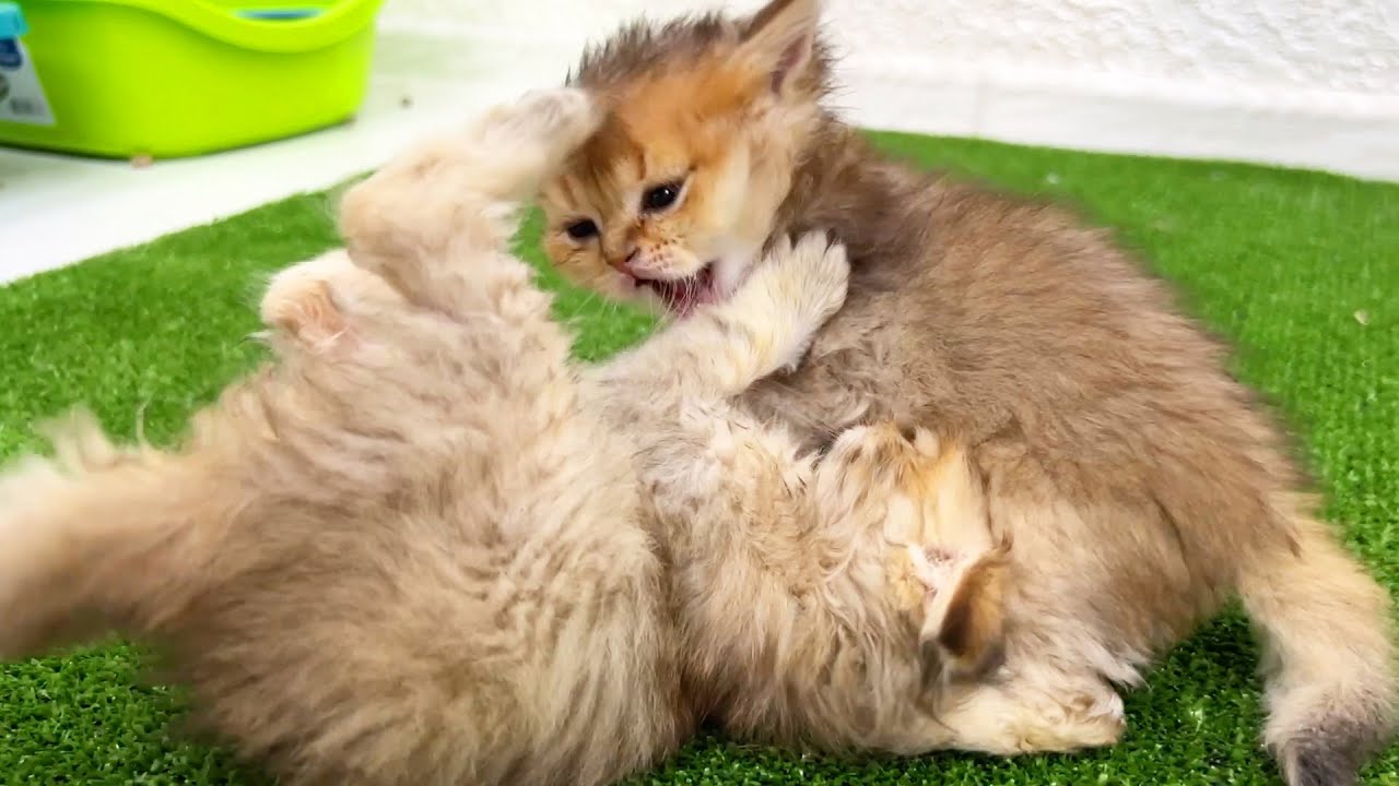 Котята не могут успокоиться и продолжают драться