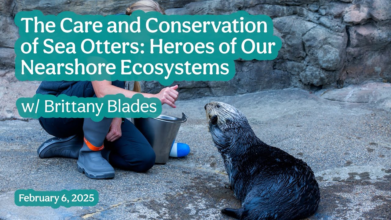 The Care and Conservation of Sea Otters: Heroes of Our Nearshore Ecosystems