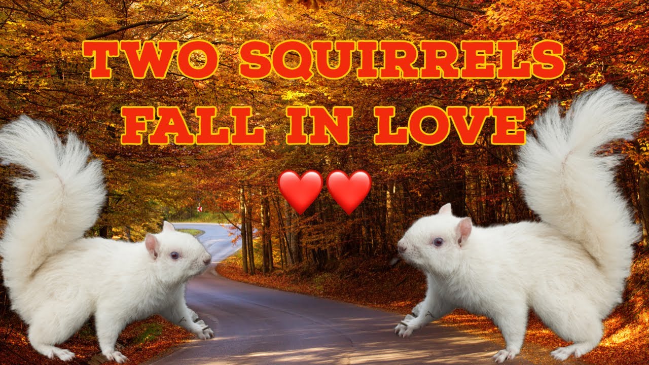 Nature Two White Squirrels In Love
