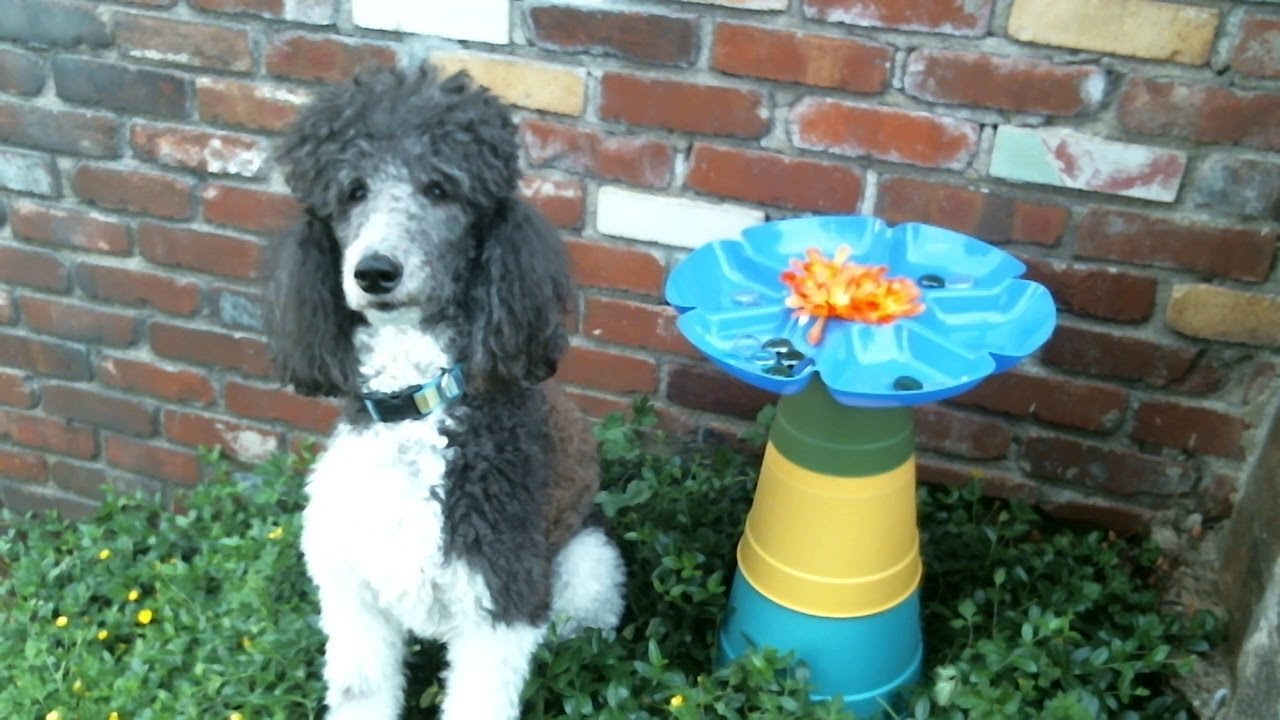 DIY $8 Butterfly Feeder