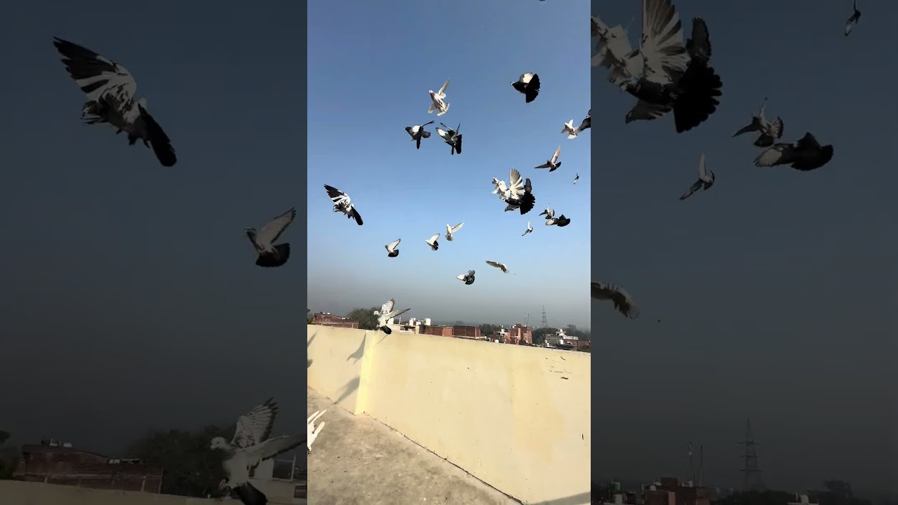 Lucknow Kabootar Bhaji 🔥🔥🔥 #YouTube short viral video#YouTube trending viral video#viral reels#vi
