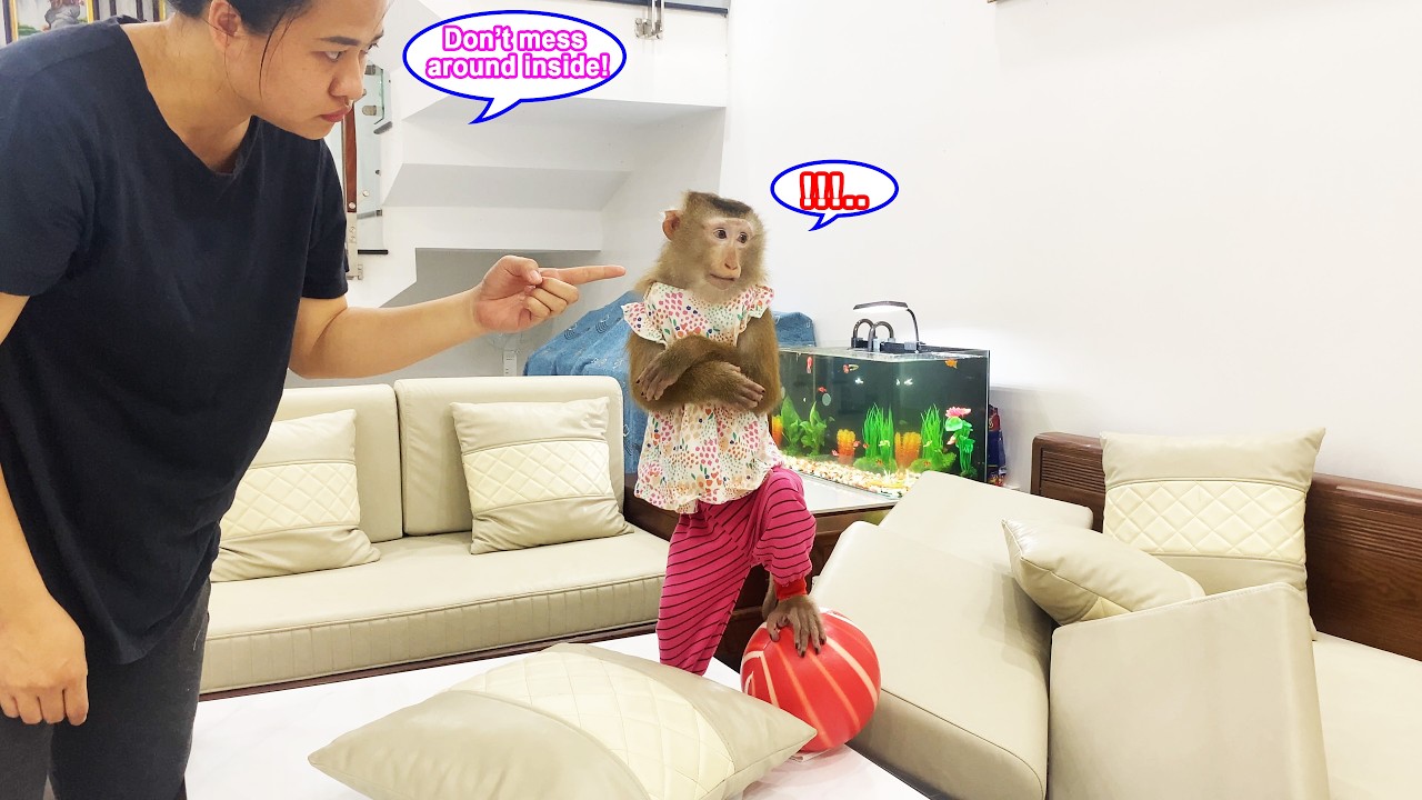 How mischievous! Monkey Lyly is shirking responsibility after making a mess of the house.