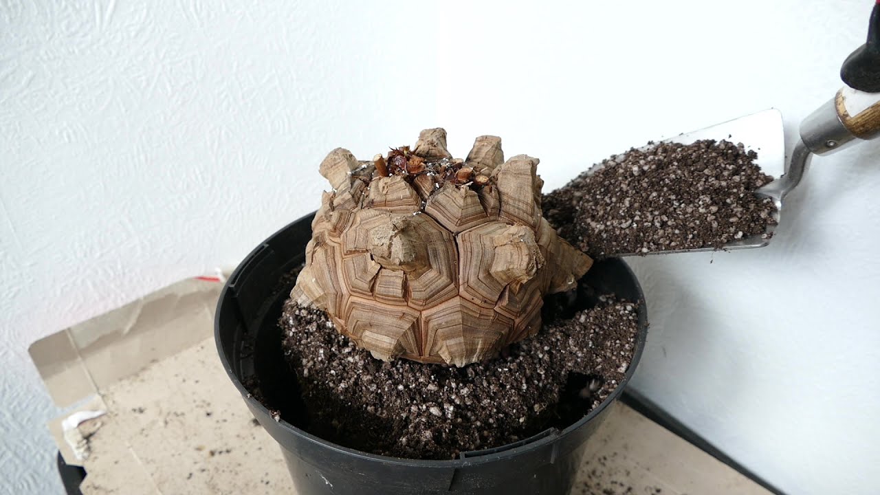 Repotting My Elephant Foot Vine (Dioscorea elephantipes)