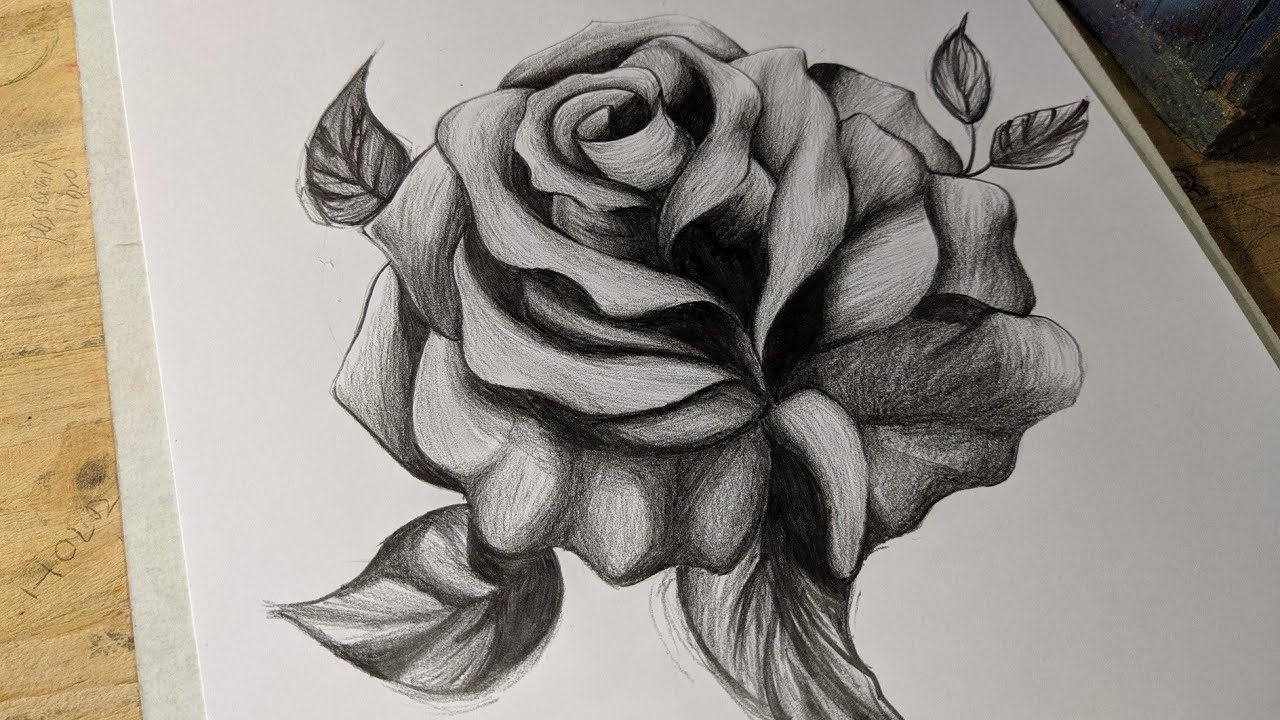 COMO DIBUJAR UNA ROSA A LAPIZ PASO A PASO - DIBUJOS A LAPIZ