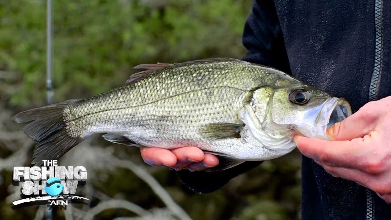 Perch Fishing Explained