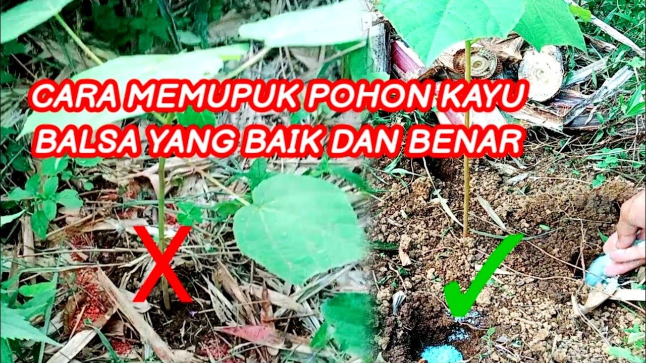 cara memupuk pohon kayu balsa yang baik dan benar