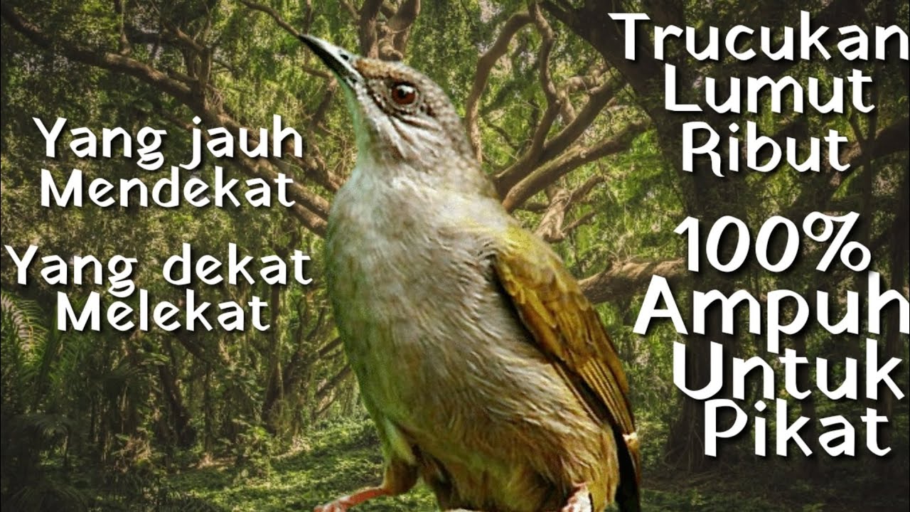 Suara Trucukan Lumut/Merbah Belukar Ribut (Mp3) || Ampuh Untuk memikat Burcil dll