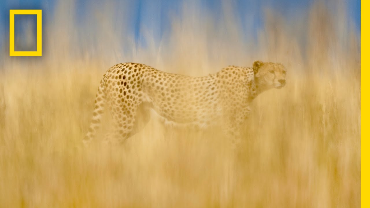 Frans Lanting & Christine Eckstrom: Cheetahs on the Brink | Nat Geo Live