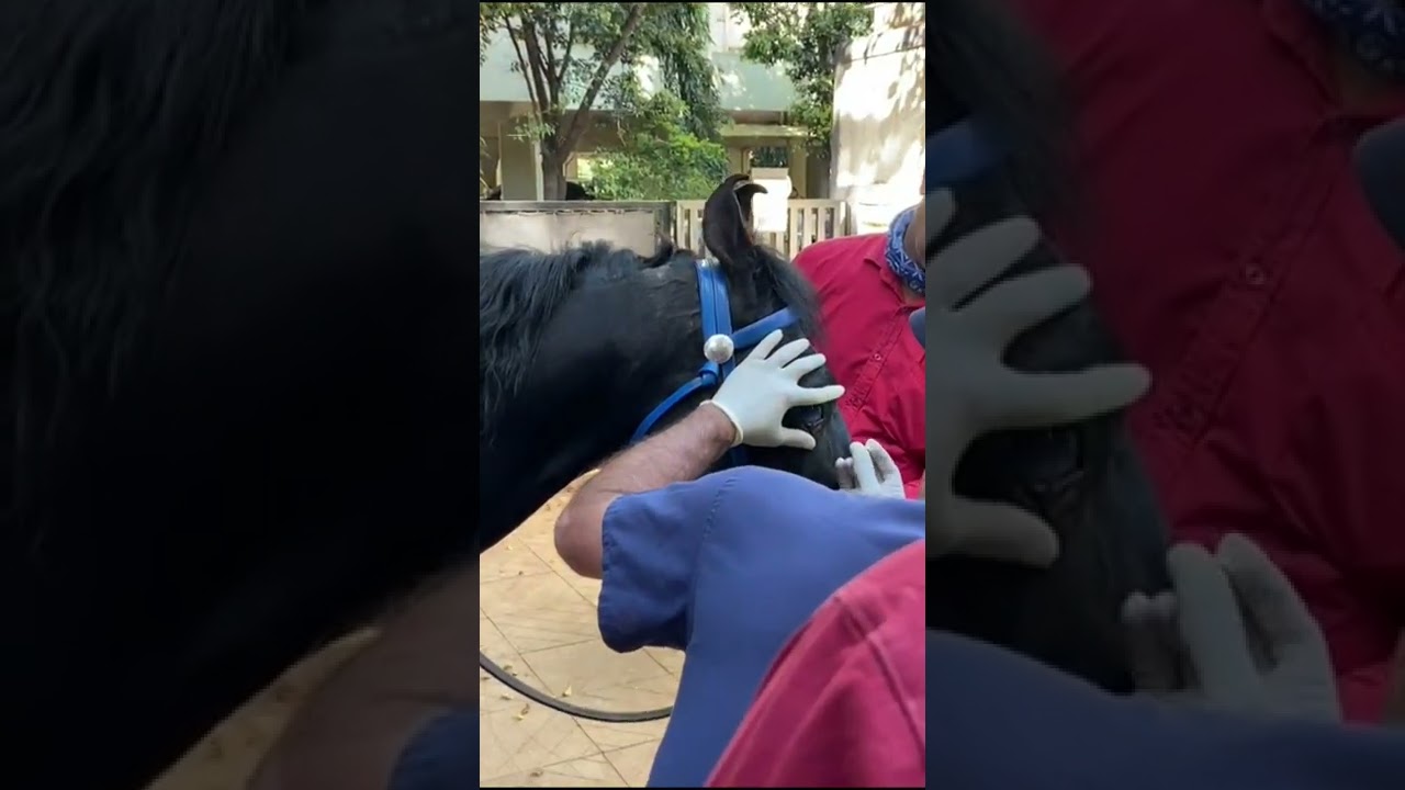 Eye Worm Removal in a Horse