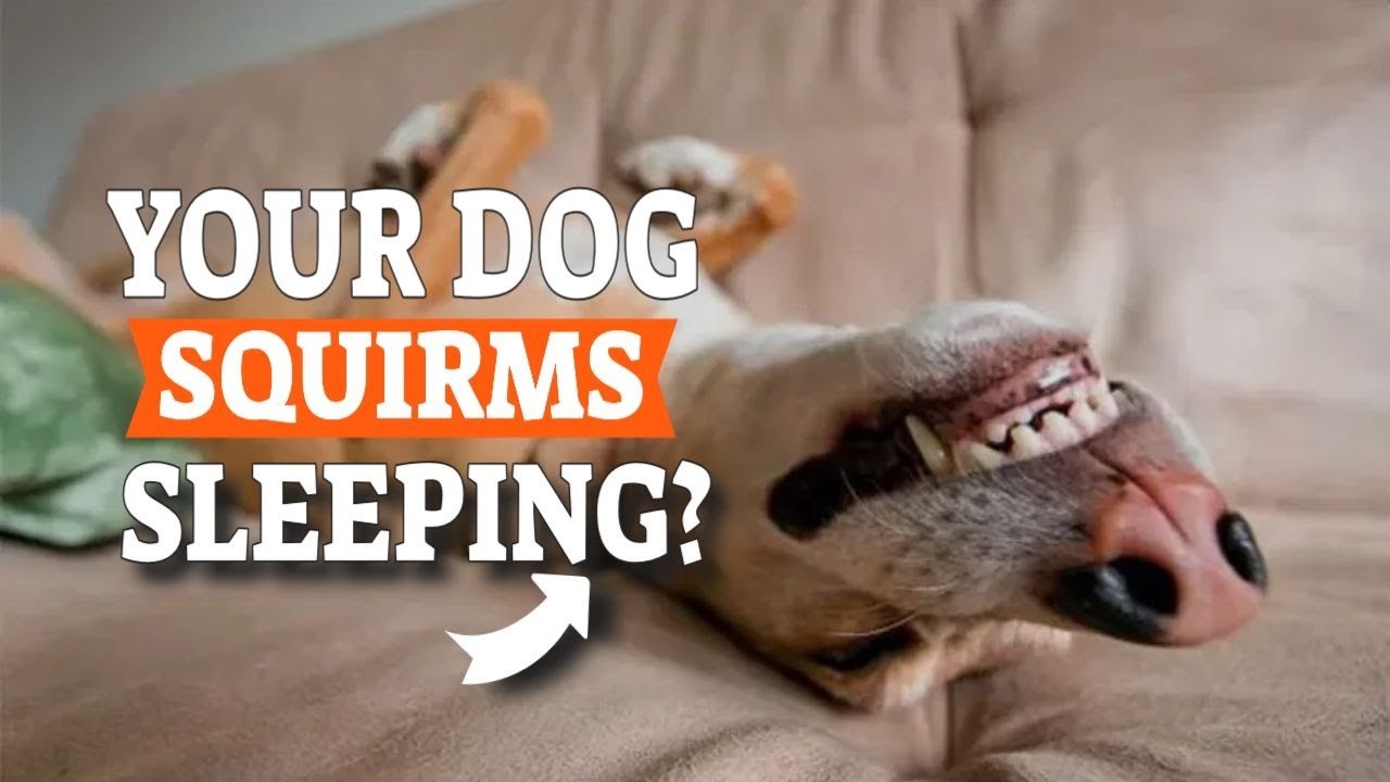 Your DOG Squirms While Sleeping 🐶💤&iquest;Should You Worry?