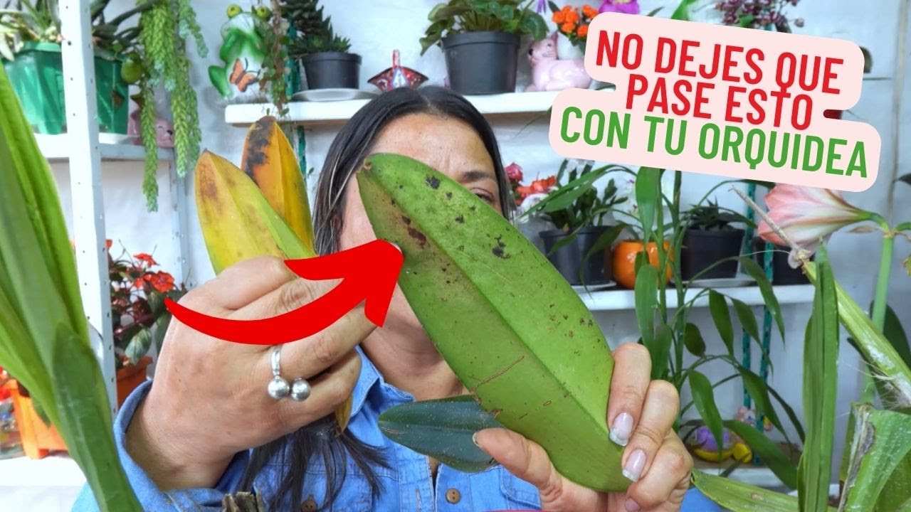 Elimina los hongos de tus orquideas facilmente con este truco #orquideas #plagas