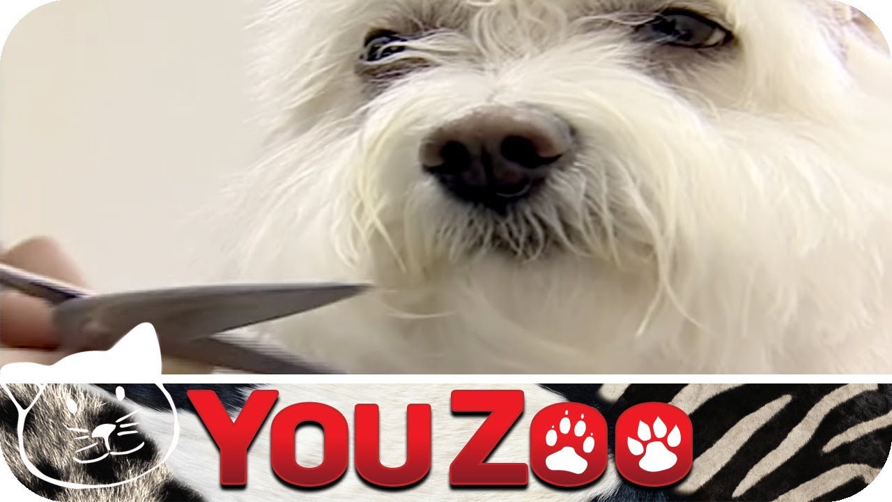 Friseur vs Hundefriseur - der große Jobtausch auf YouZoo