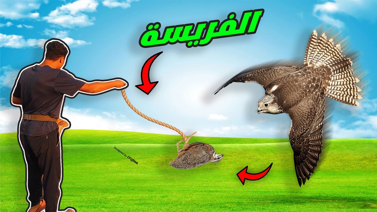دربت الصقر بتاعي علي الملواح لاول مرة🦅🔥 ولكن النهاية حزينة!!😭