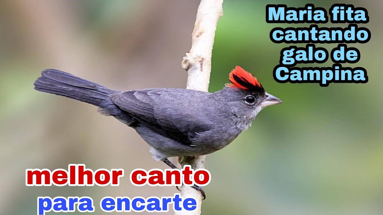 TICO-TICO REI cantando de galo de campina. ótimo para encarte
