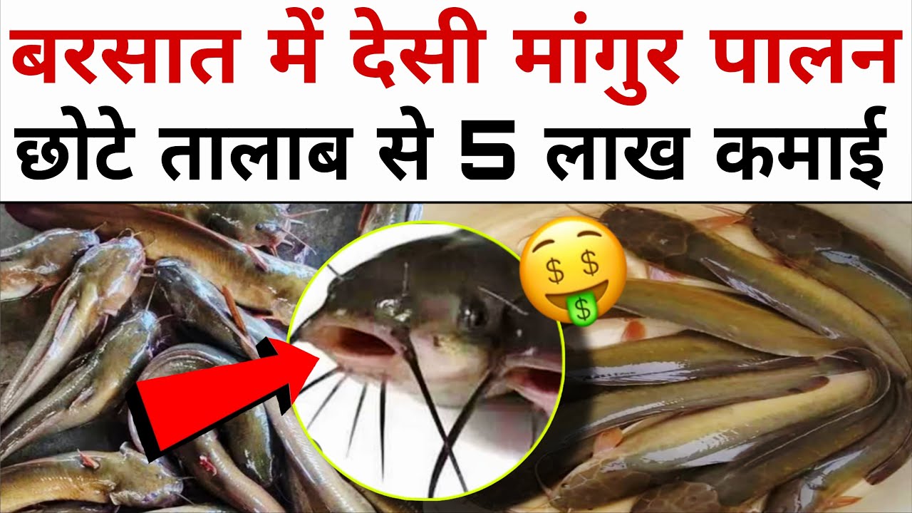 Desi Mangur farming in small pond 🐟🐟 Earn 10 lakh rupees annually 🤑🤑Desi Mangur Fish Farming