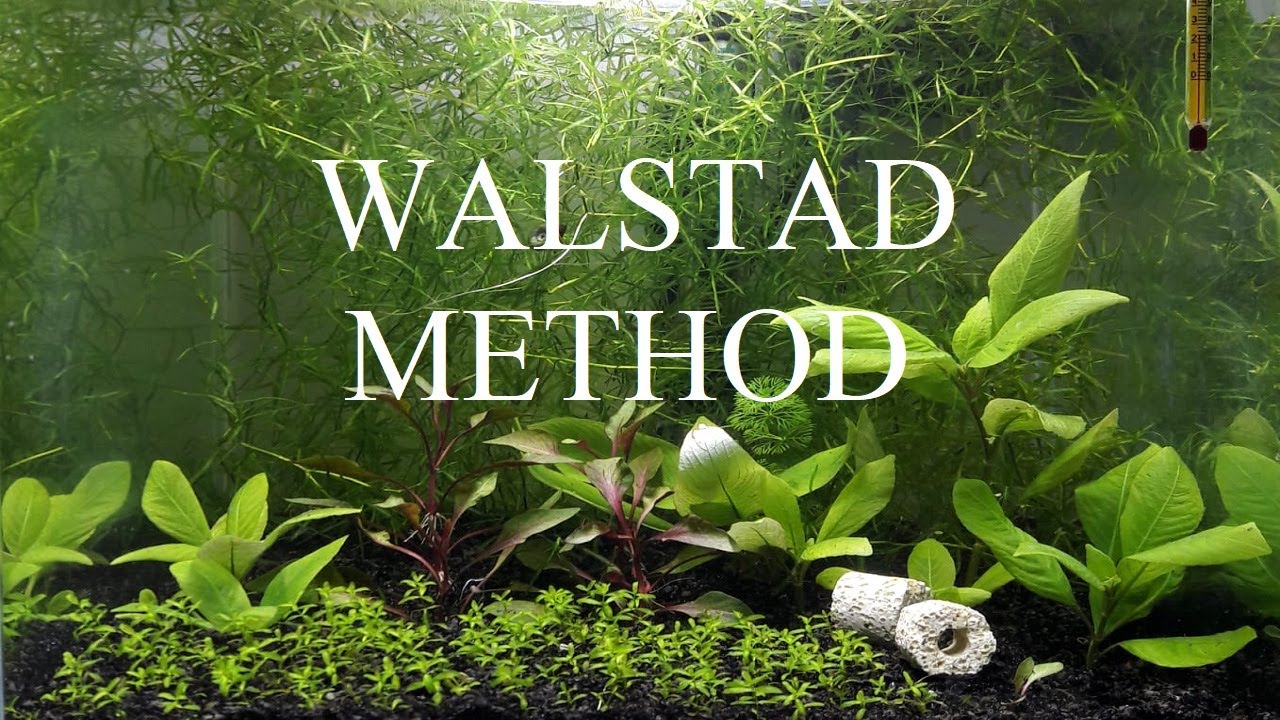 WALSTAD METODU Nano Bitkili Akvaryum