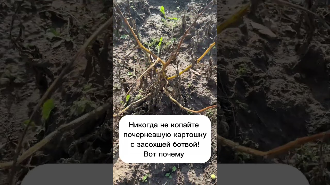 Никогда не копайте такую картошку! #огород #садоводство