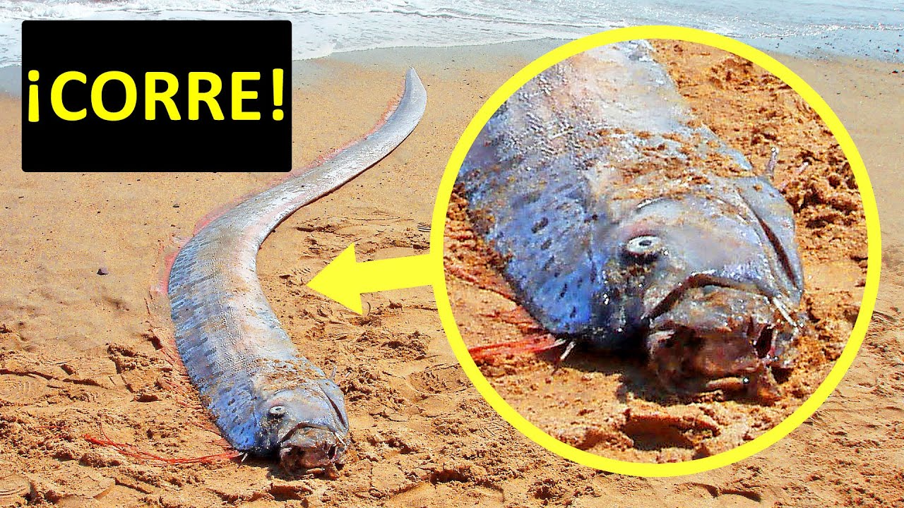 Si ves este pez, busca refugio rápidamente (y otras advertencias de desastres naturales)