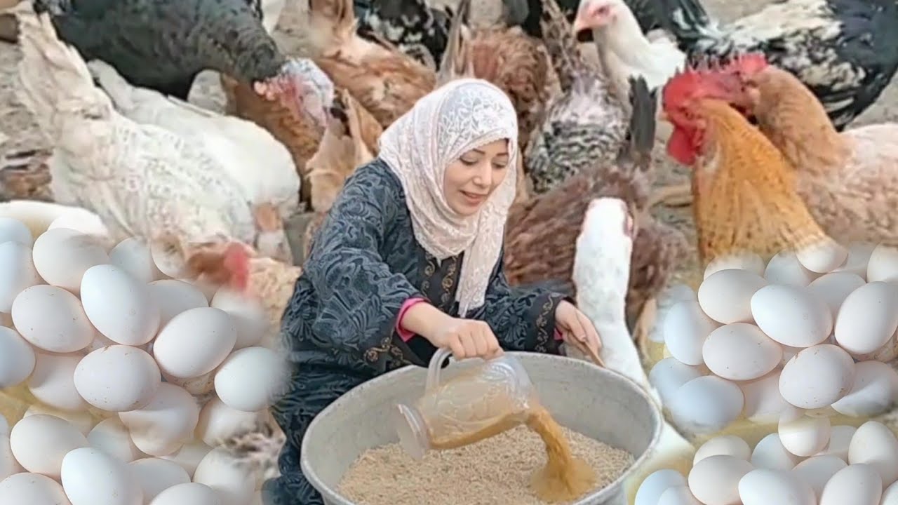 خلطه ممتازة لزيادة إنتاج البيض بجودة عالية فراخك هتغرقك بيض طول السنه هتمل بيتك خير وبيض كتيييير