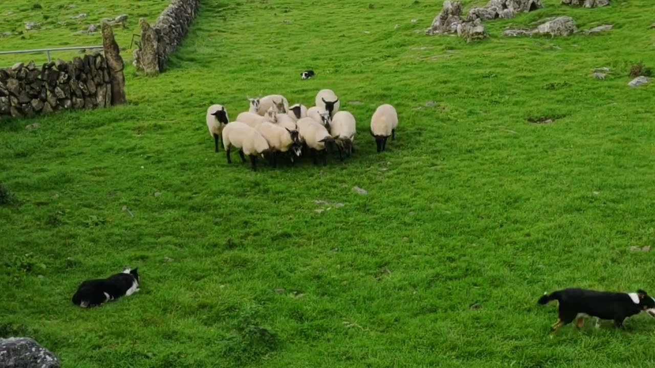Ireland Sheep Dog Demonstration Sept 18, 2021