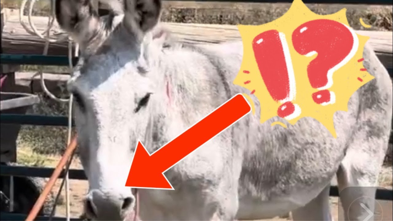 Decoding Donkey Behavior: What your Donkey&rsquo;s Nose is Telling You