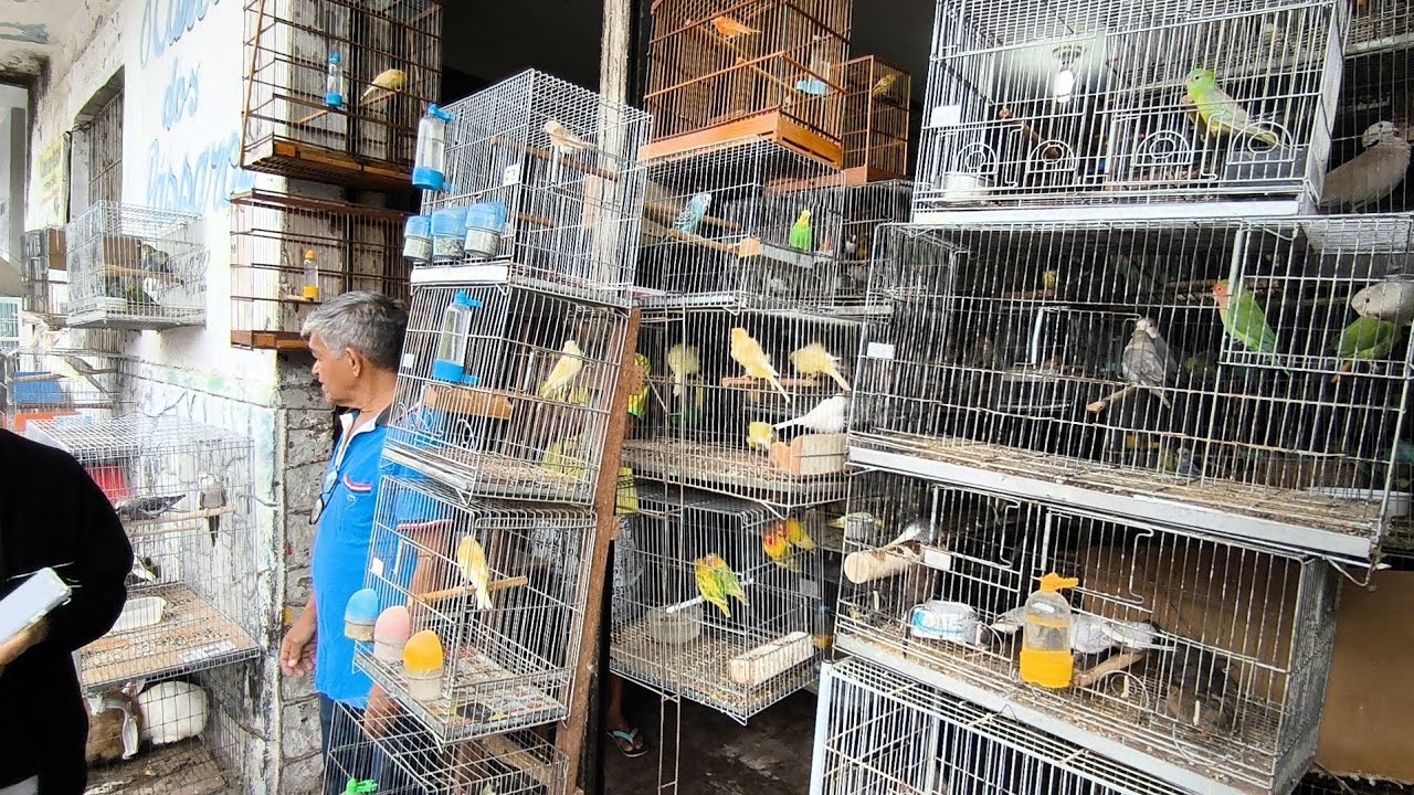 FEIRA DE PÁSSARO EXÓTICO DE CAMPINA GRANDE-PB BAIRRO CENTRO