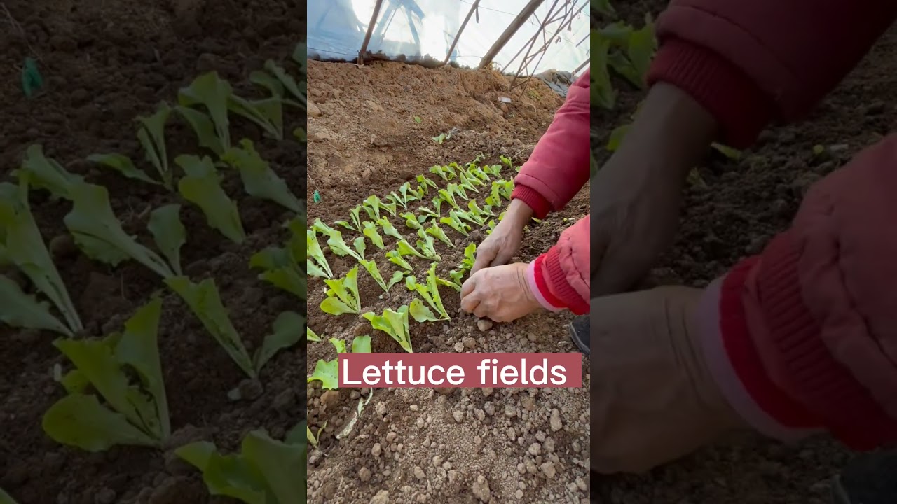 Lettuce Farming Techniques #satisfying #short