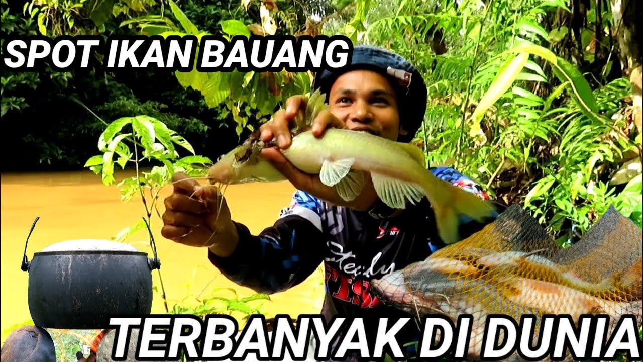 MANCING IKAN BAUNG UKURAN JUMBO DI SPOT MELIMPAH