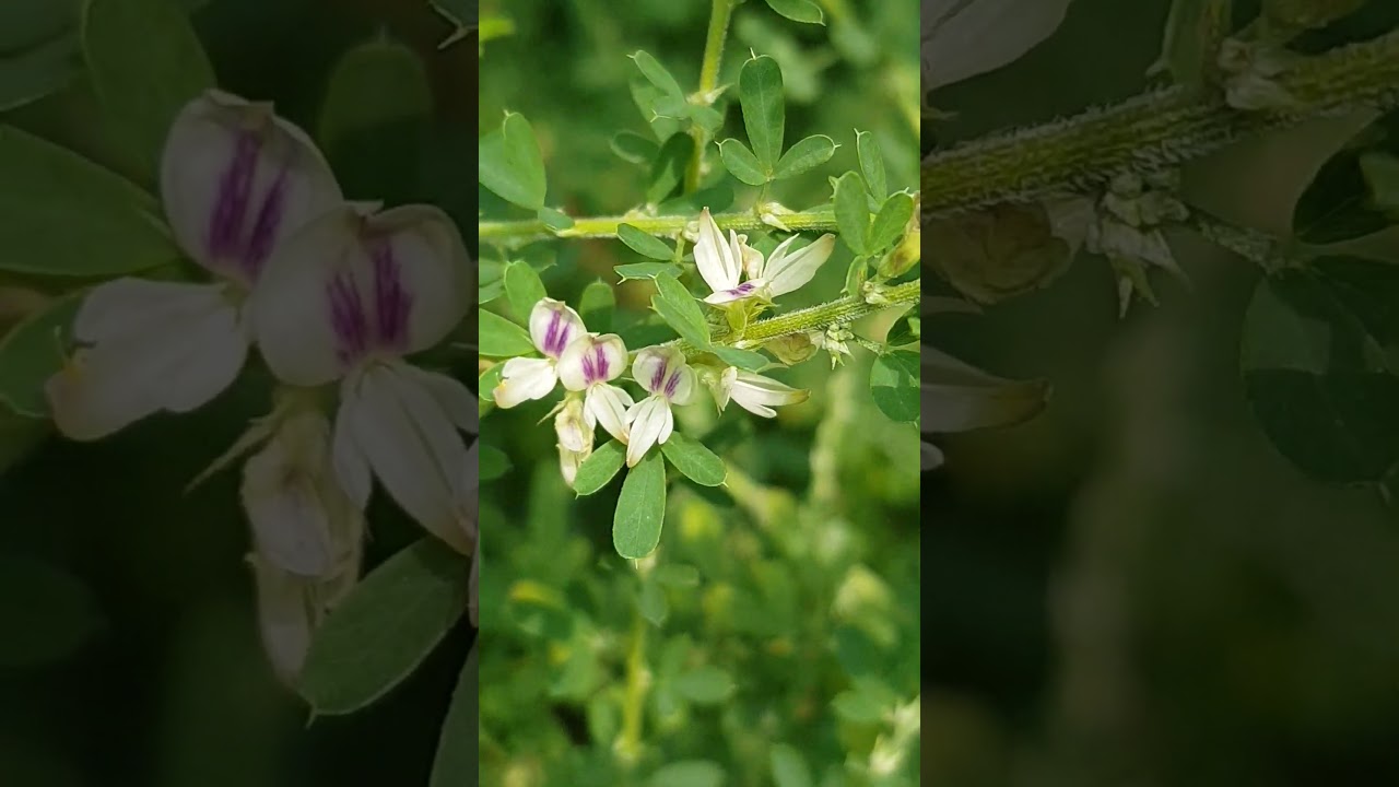 鐵掃帚1花（草藥。慎用。全草：清熱解毒、散瘀消腫。）-2024.09.11.台北植物園