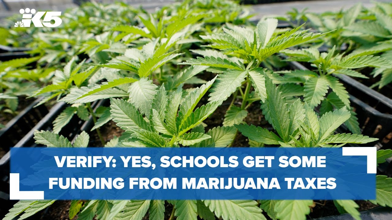 Yes, schools get some funding from Washington's marijuana tax revenue