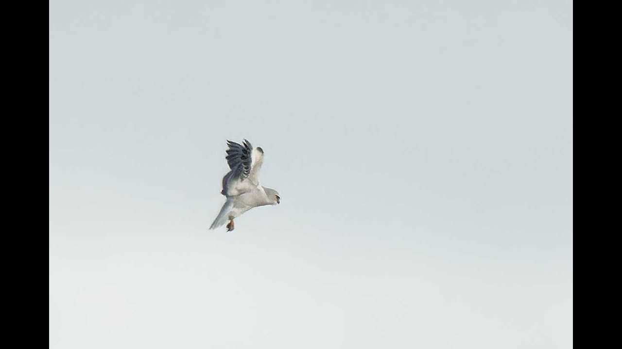Black-winged Kite, Hickling Broad, Norfolk, 17/1/26