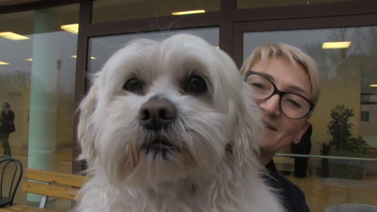 TG TELEVENEZIA Un Cane in Casa di Riposo, Fiesso d'Artico
