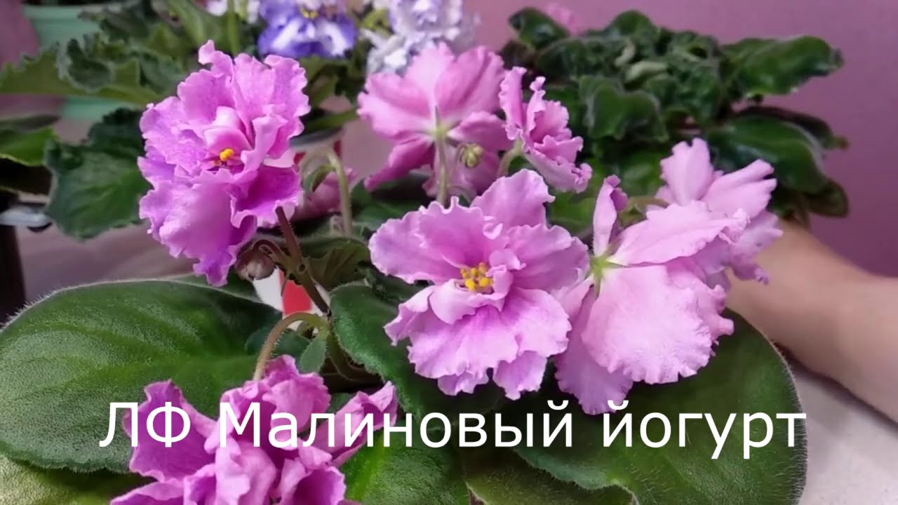 ФИАЛКИ сорта, которые меня разочаровали
