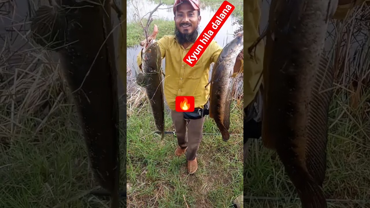 King of Karnataka jante na kon #T.zfishing #biggestfishing #recordfish #Recordsizesnakehead #fish