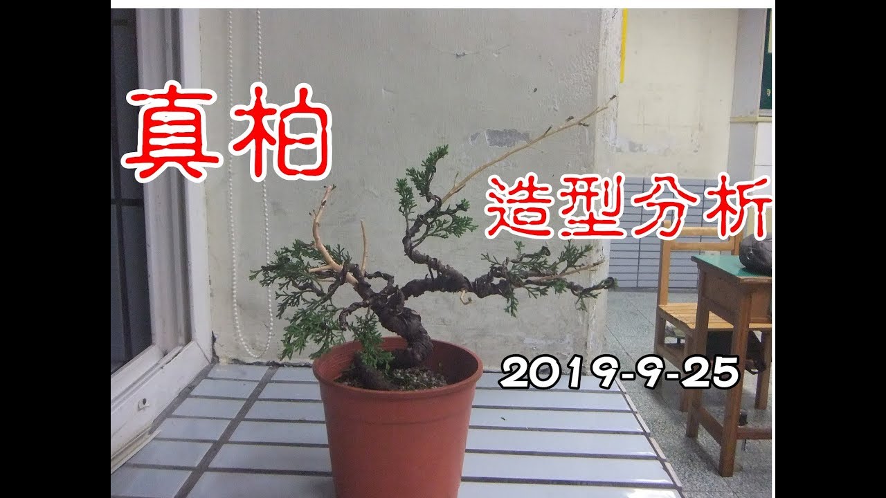 林慶祥盆景藝術創作教學團隊 諮詢請加入Line:0936456168