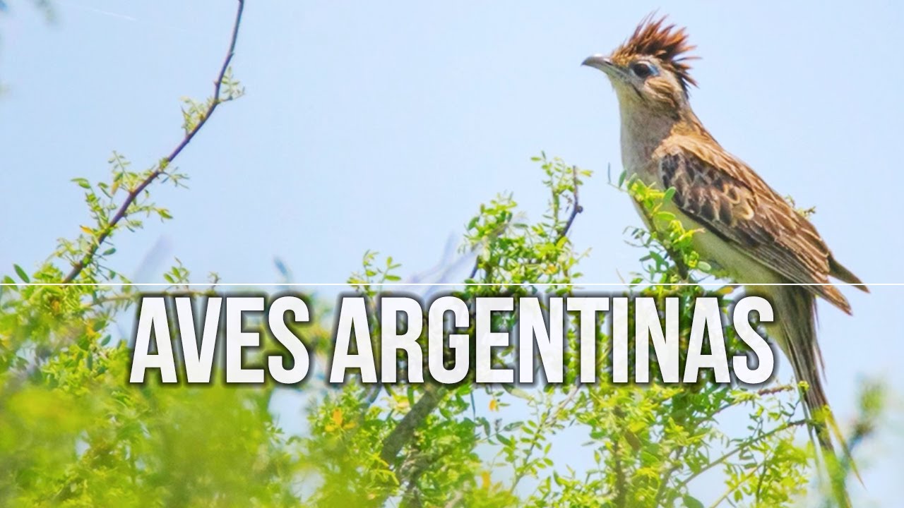 🦉 Ornithology & BIRDWATCHING 🐦 in C&oacute;rdoba 🇦🇷 ARGENTINA