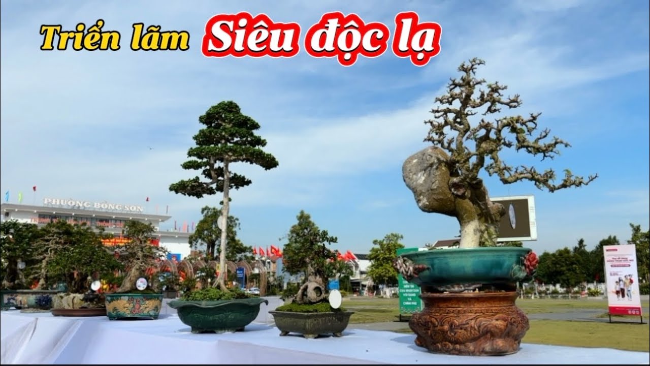 P3-Bonsai mi ni bàn trà độc lạ -triển lãm SVC  P Bồng Sơn mở rộng 2025