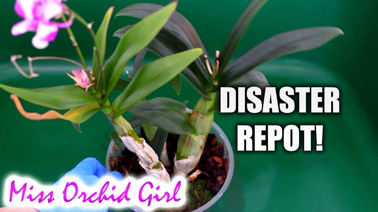 Repotting mini Dendrobium Orchid - What a disaster!!!
