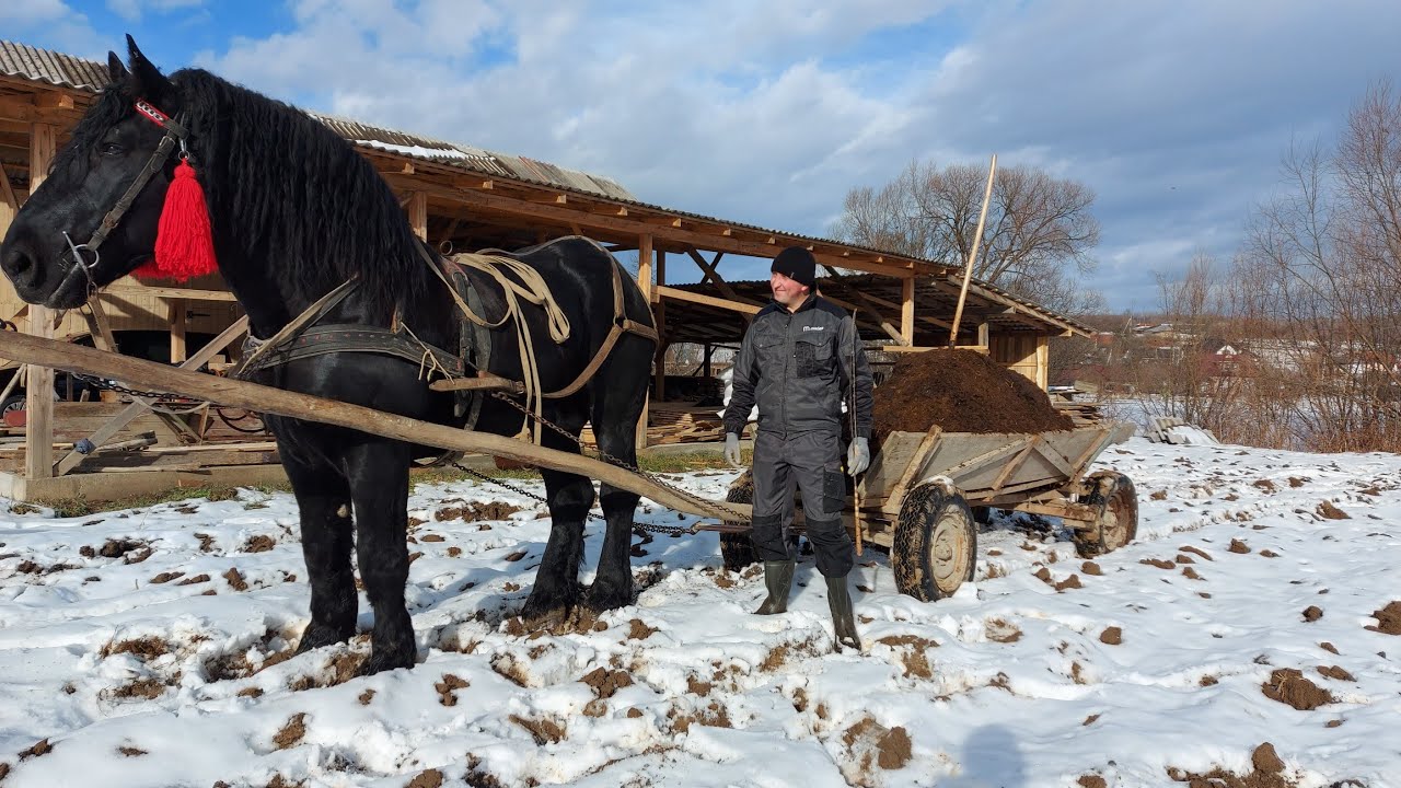 🥁PERCHERON💫Фараон💪 возить підживу для землі.🚜🔗