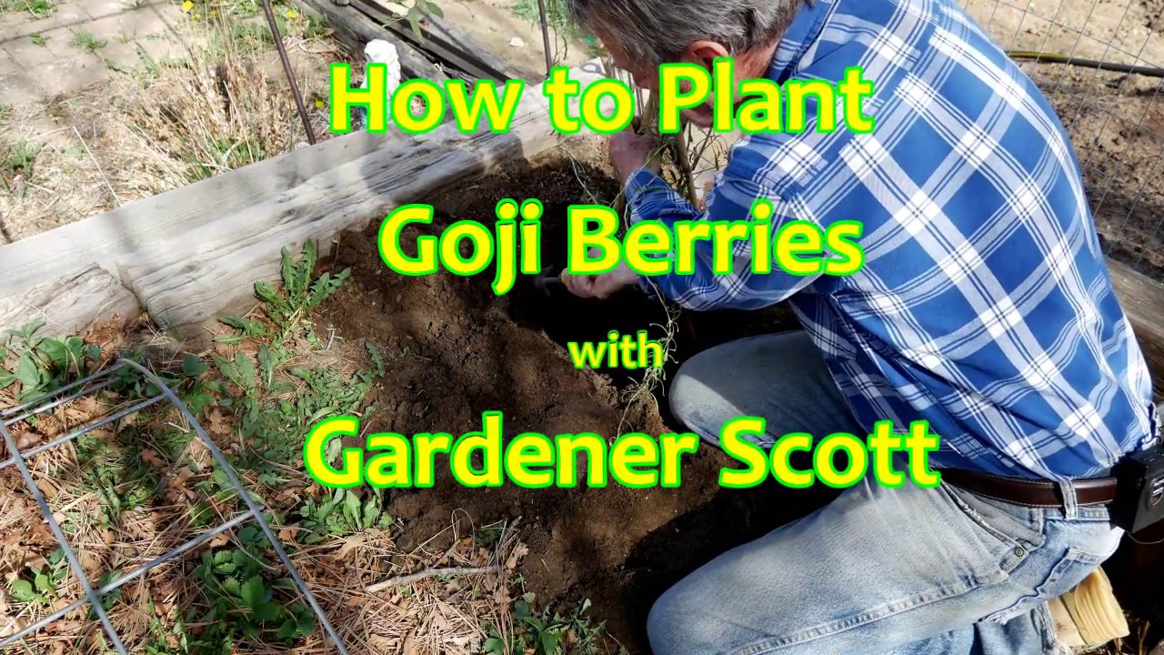 How to Plant Goji Berries