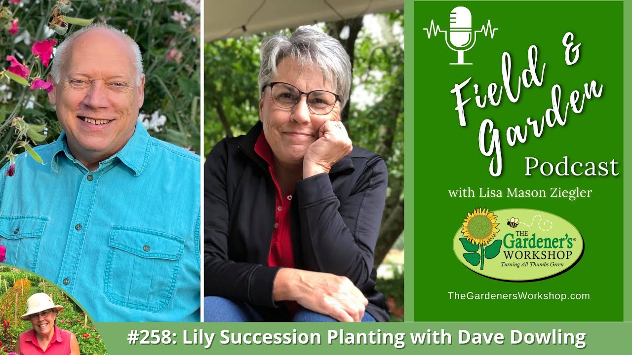 #258: Lily Succession Planting with Dave Dowling