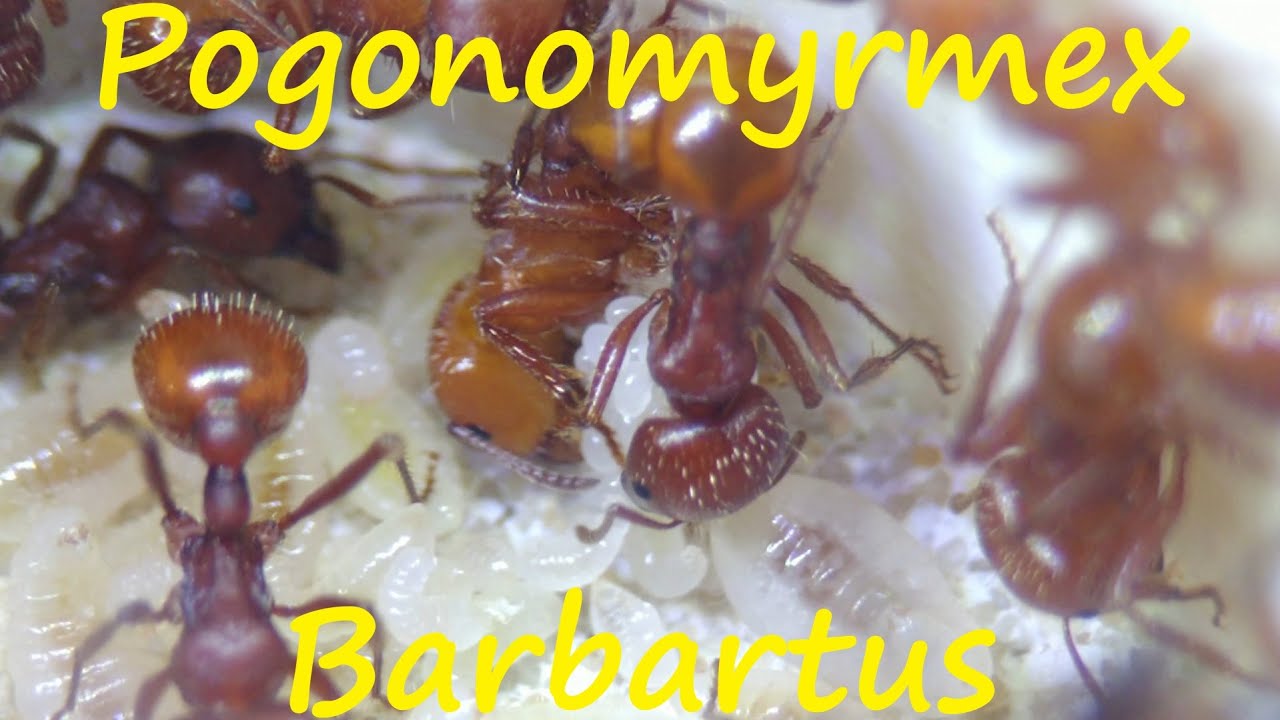 Pogonomyrmex Barbatus - Everythings Growing, Numbers, Confidence & Nest