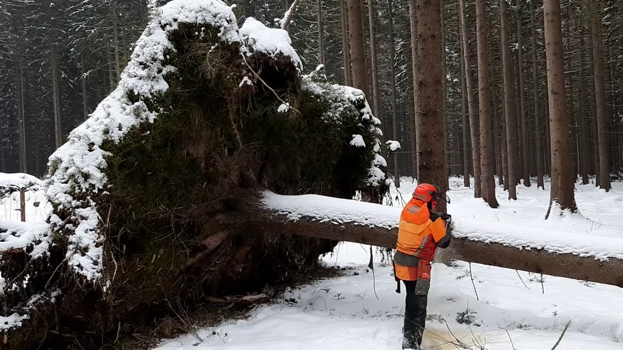 Hard work of a lumberjack with a chainsaw in the harsh winter! #gardenandforest