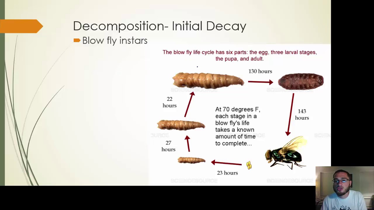 Forensic Science - Forensic Entomology