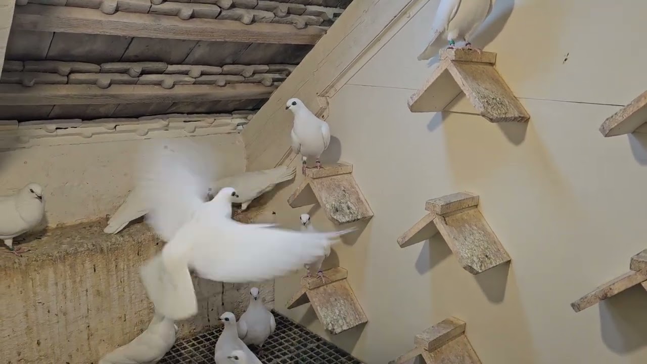 Budapesti Magasröptű Keringő (Budapest High Flying exhibition pigeons) 2025 4