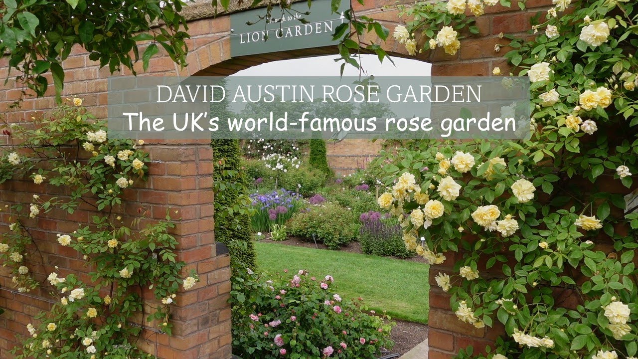 Our Visit to the World-Famous David Austin Rose Garden