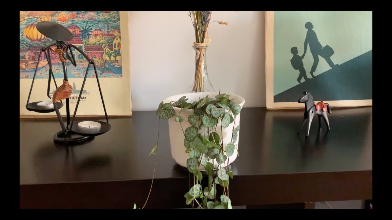 Cuidados Ceropegia Woodii: Multiplicación y Pudrición de Raíces