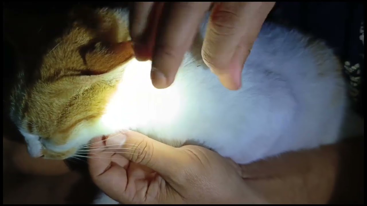 Grumpy Choco Gets Annoyed During Flea Check 🐱😾